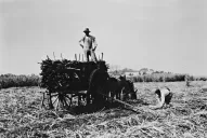 Orígenes del azúcar en la Argentina