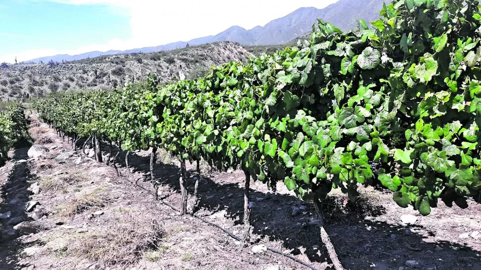 RECONOCIMIENTO MUNDIAL. Los viñedos ubicados en el valle tucumano tuvieron el reconocimiento del premio debido a las condiciones agroecologicas del lugar y al trabajo del productor.  