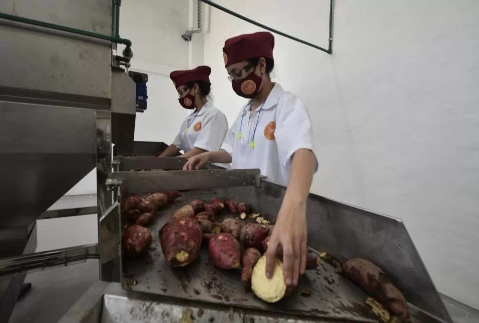 EL COMIENZO DEL PROCESO. Las batatas, cultivo de zonas secas, a punto para la transformación en dulce en la fábrica.  