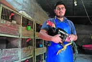 Riñas de gallos, una práctica prohibida difícil de erradicar