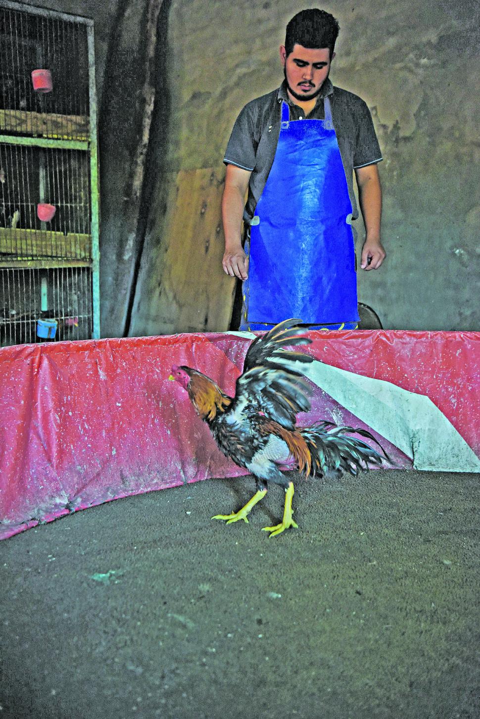 EN EL BRETE. Luciano Villeco vigila a uno de los gallos de la familia en el ring de pelea. LA GACETA / FOTOs DE Analía Jaramillo