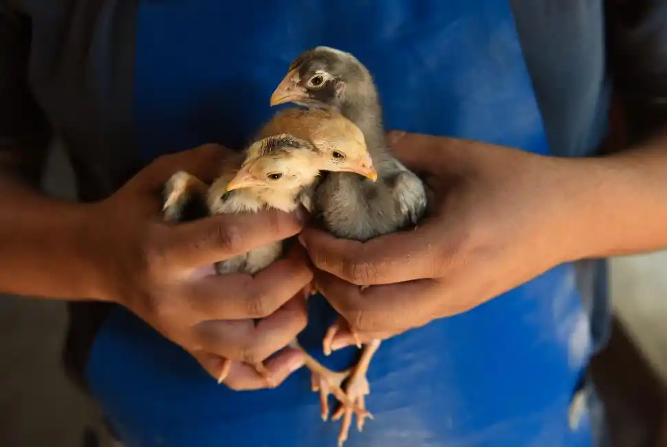 Criar gallos: un hábito que se transmite de generación en generación