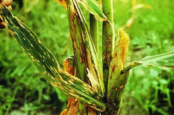 DATO. El tizón de la hoja mostró el 100% de incidencia en maíz pisingallo.  