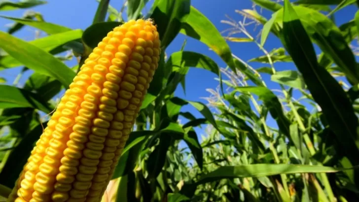 EJES. En la comparación de híbridos de maíz se analizó rendimiento, aptitud agronómica, registros fenológicos y comportamiento ante plagas y enfermedades.  