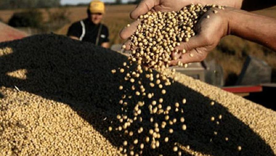MOVIMIENTOS. En Rosario la soja subió U$S 5; el trigo y el maíz operaron sin cambios.