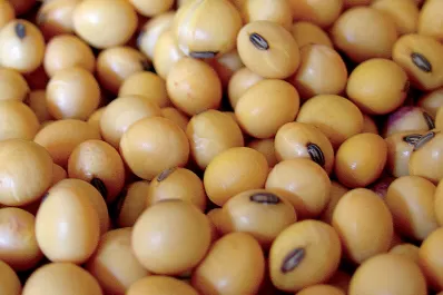 Rosario: el precio de la soja no se modificó respecto de la jornada de ayer