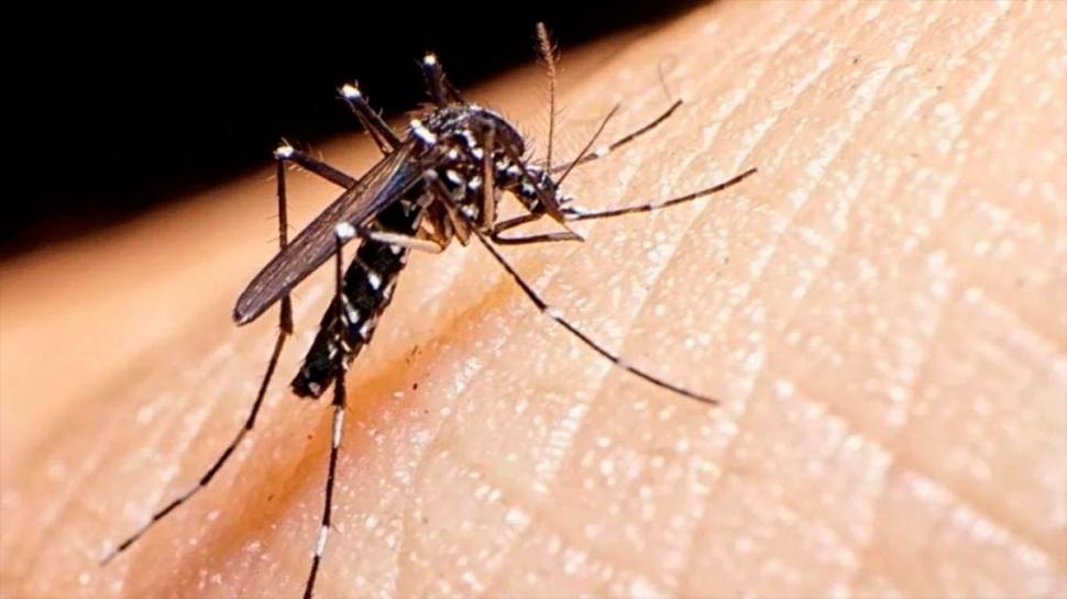 Todavía la población de Aedes Aegypti no es muy alta