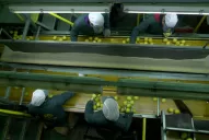 La mano femenina, clave para el éxito en el campo