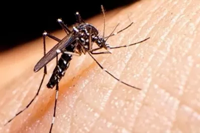 Dengue: advierten que Tucumán no tuvo casos en 2022, aunque sí se registraron en países limítrofes
