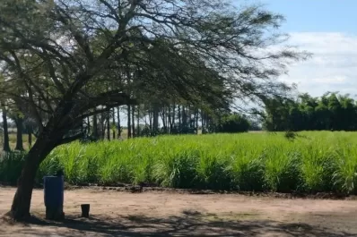Desarrollo privado de caña transgénica y ¿un nuevo ingenio?