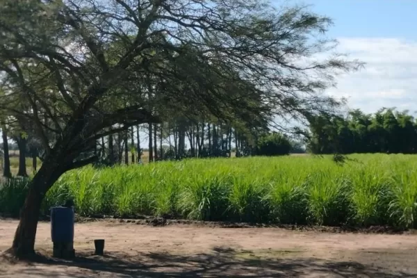 Desarrollo privado de caña transgénica y ¿un nuevo ingenio?