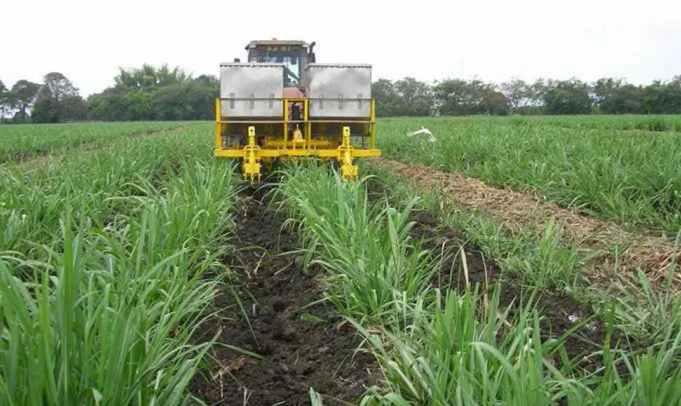 ATENCIÓN. Los fertilizantes permiten alcanzar rendimientos rentables, por lo que se deber prestar gran atención al hacer esta práctica, debido a su alto costo.  