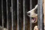 Maltrato animal: Fallo histórico y un pedido por leyes más duras