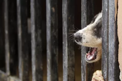 Maltrato animal: Fallo histórico y un pedido por leyes más duras