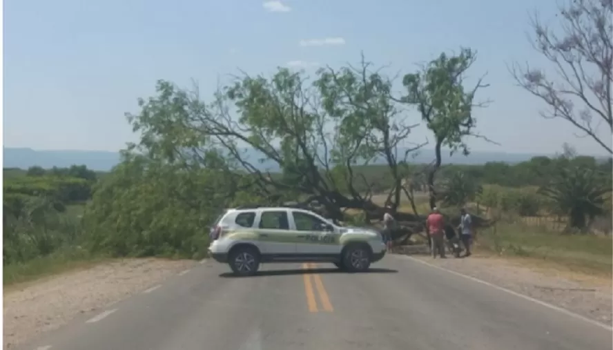 Un árbol se desplomó sobre la Ruta Provincial 305
