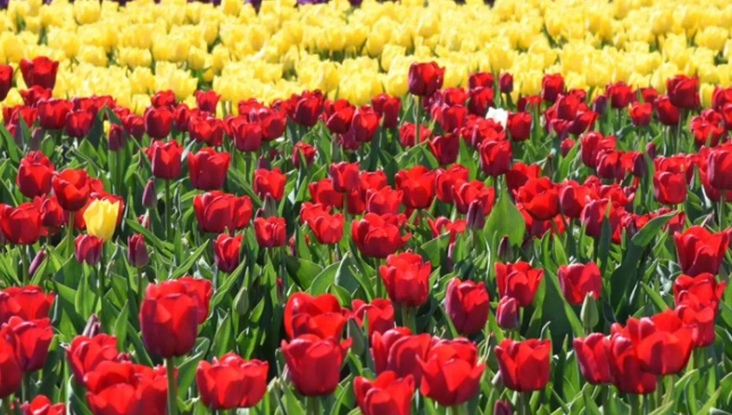 El campo de tulipanes es un símbolo de Trevelín, en Chubut.