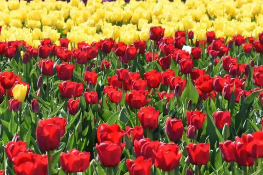 El campo de tulipanes es un símbolo de Trevelín, en Chubut.