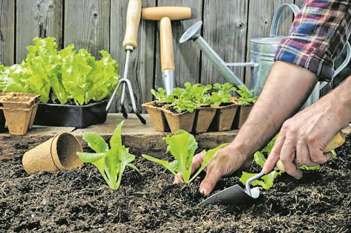 Cómo hacer para que las plantas no mueran por el calor