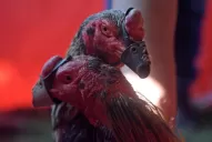 ¿Por qué los galleros siguen defendiendo las riñas?