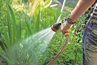 Cómo hacer para que las plantas no mueran por el calor