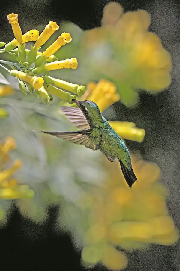 LA GACETA/FOTO DE FRANCO VERA 