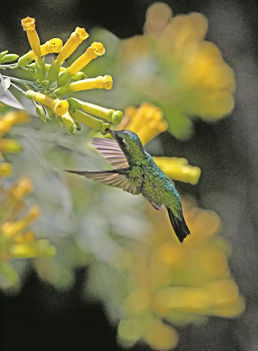 LA GACETA/FOTO DE FRANCO VERA 