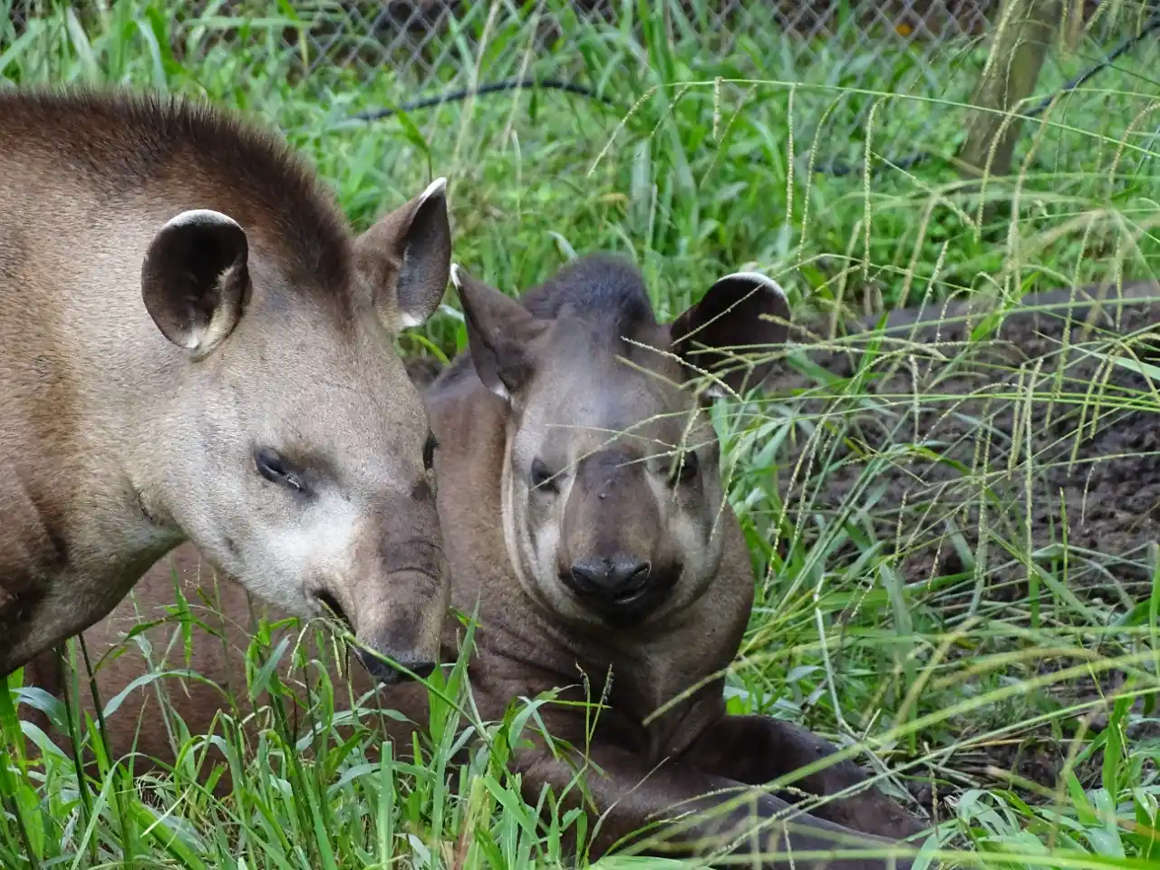 CRIA Y LIBERACION. El proyecto, liderado por la reserva de Horco Molle, ha sido posible gracias a la suma de voluntades. GENTILEZA RESERVA DE HORCO MOLLE