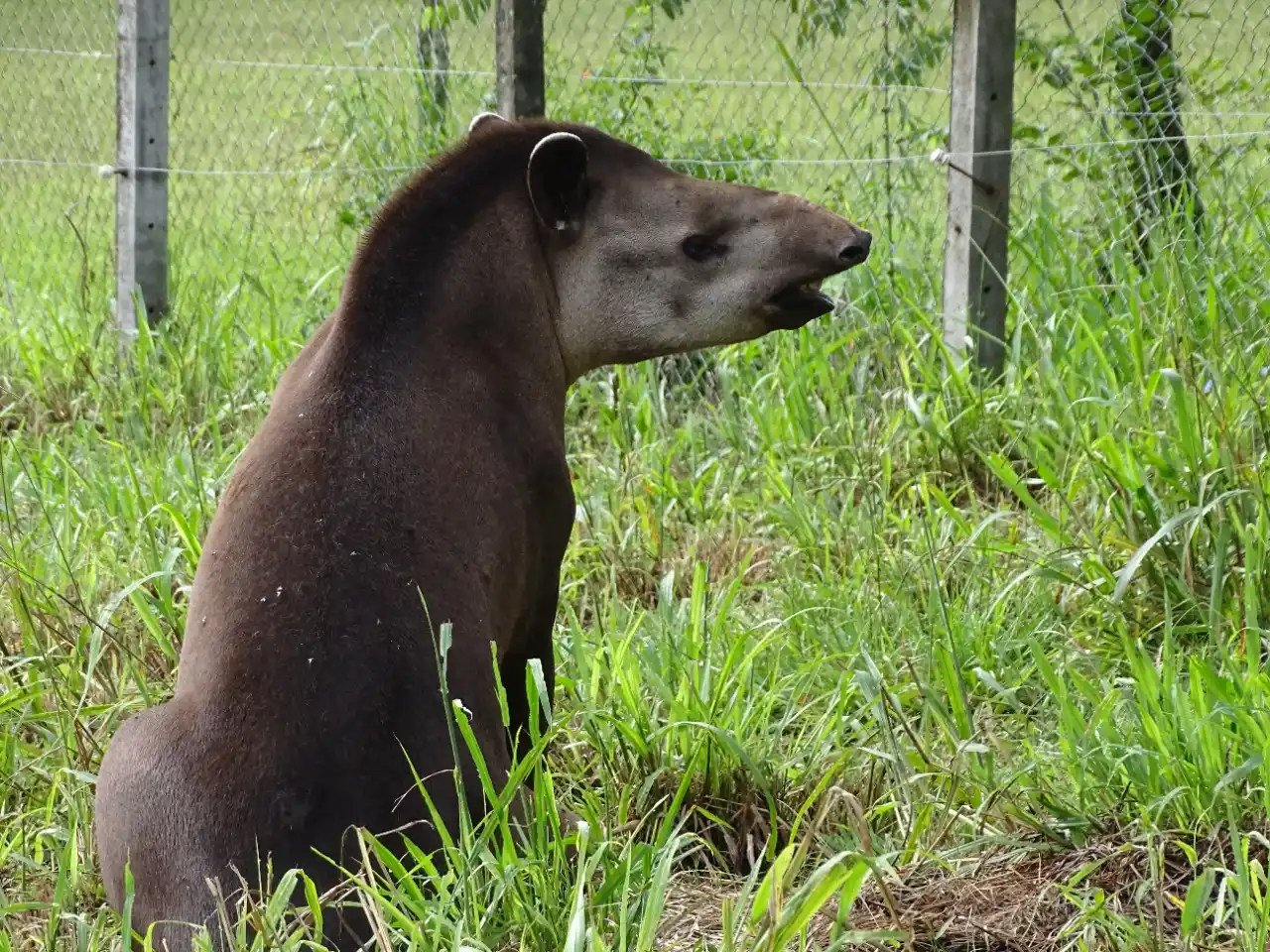 INUTIL. La situación ambiental y la pérdida de biodiversidad a nivel mundial llegaron a tal punto que las acciones de conservación para proteger los ecosistemasno han resultado insuficientes para revertir la crisis de extinción. GENTILEZA RESERVA DE HORCO MOLLE