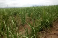 Calor y sequía propiciaron la presencia de carbón