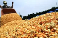 La campaña de granos se ve muy castigada por clima