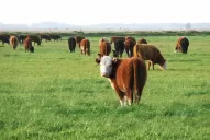 En la cumbre de cambio climático, la Nación defenderá la carne argentina