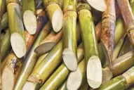 Una caña semilla de calidad, socia contra las enfermedades