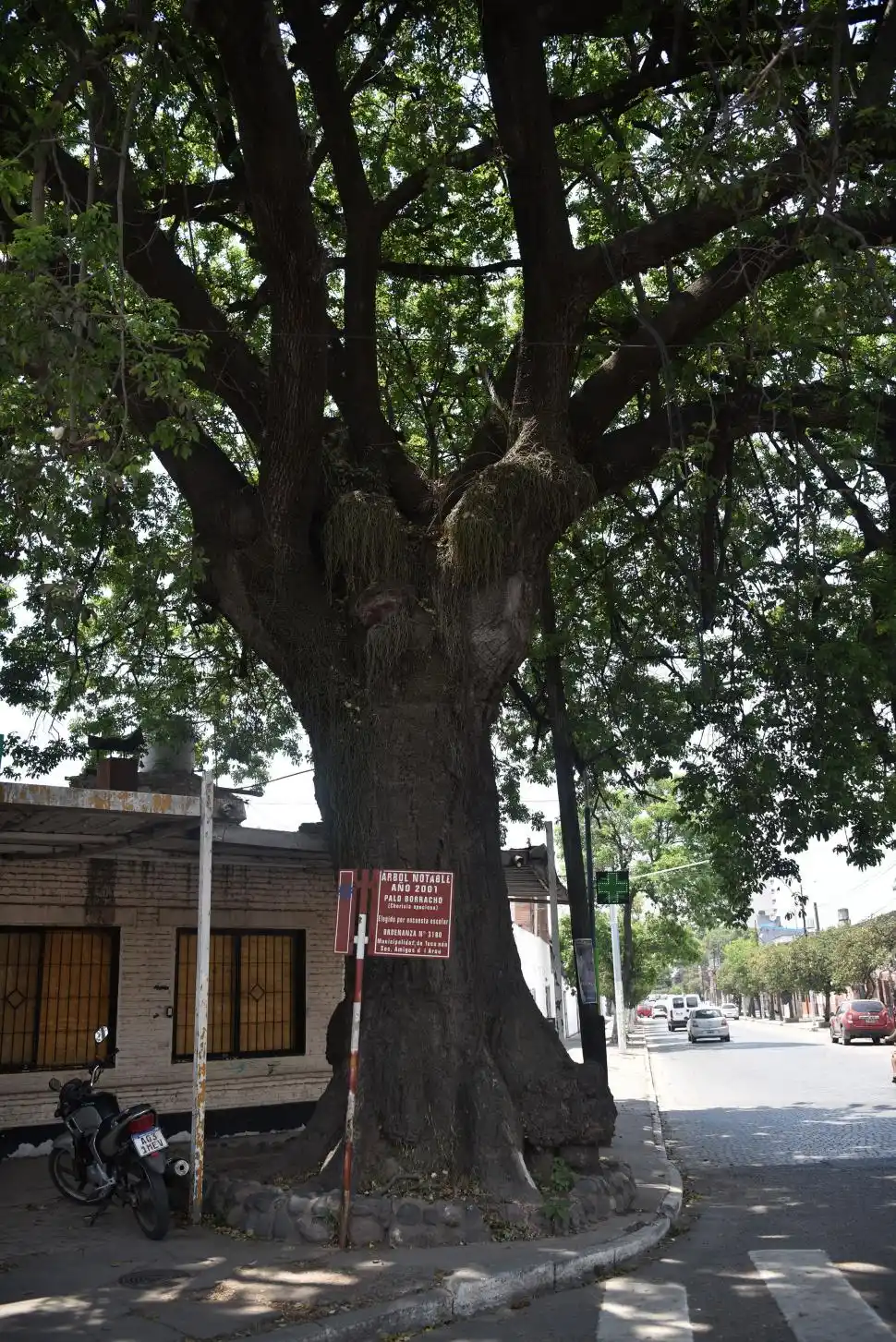 PALO BORRACHO. Es nativo, en su historia fue podado por completo en 1976, casi derribado, pero sobrevivió y hoy adorna la ciudad.
