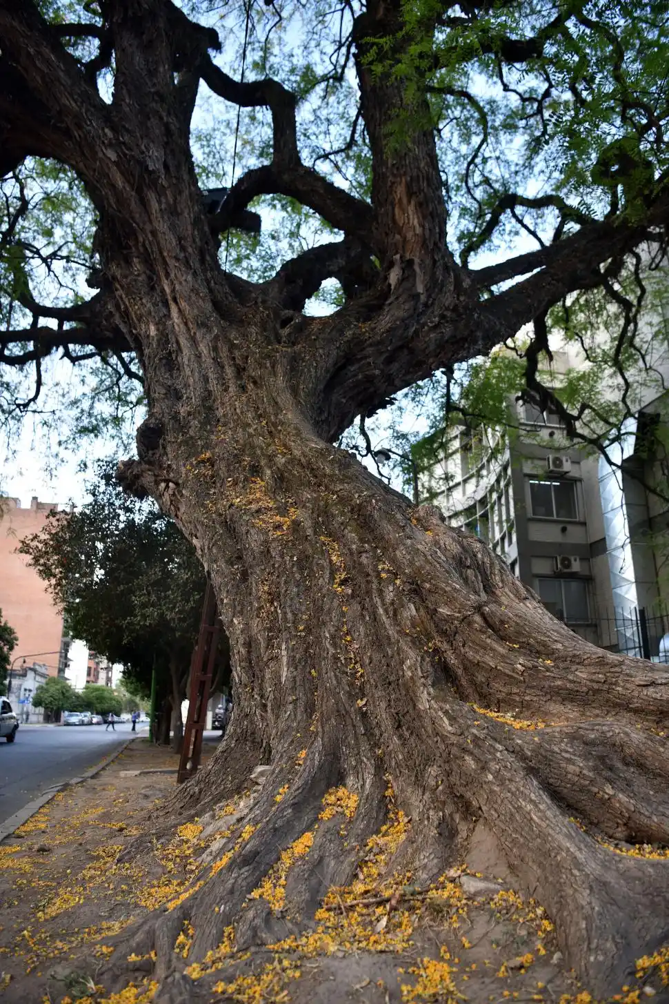 TIPA BLANCA. Está detrás del Centro de Salud. Es viejo. Alguien que ama mucho los árboles le puso una muleta, funciona el arreglo y está en pie.