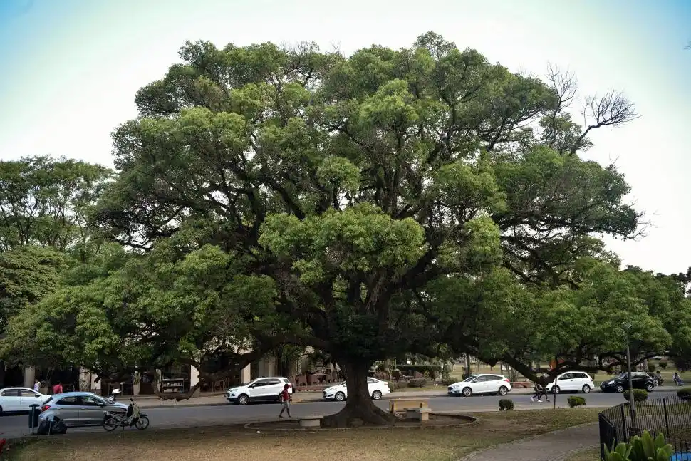 FALSO ALCANFORERO. El ejemplar está en el parque 9 de Julio, frente al bar América. Tiene un gran paisaje. Fue elegido porque integra el paisaje y lo destaca. La gente suele sentarse bajo su amplia sombra.