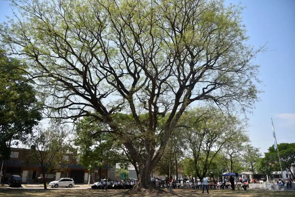 NOTABLE 2021. Esta Tipa Blanca es el último árbol en ser destacado como “notable” de la Ciudad Histórica de San Miguel de Tucumán. El ejemplar fue distinguido para difundir y cuidar a los árboles autóctonos.