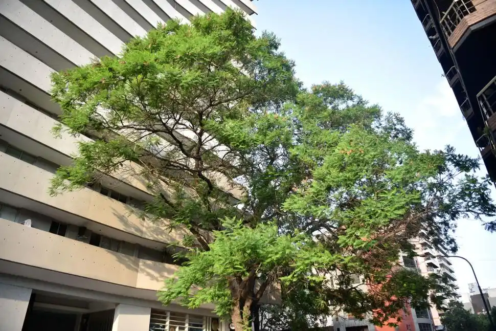 IBIRÁ PITÁ. En Marcos Paz y Salta, fue elegido para evitar que lo saquen con la demolición para construir el edificio. El edificio se llama ahora Ibirá.