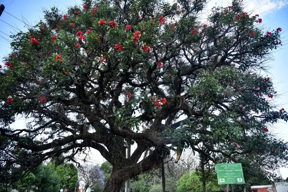 CEIBO. El árbol está en la avenida Siria, frente a ferrocarril. El ceibo es la flor nacional de Argentina.
