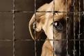 En Yerba Buena buscan prohibir la exhibición de animales en vidrieras