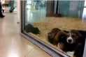 Sondeo: ¿Te parece que en toda la provincia se debería prohibir que se exhiban animales en vidrieras?