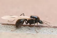 Las hormigas voladoras son inofensivas