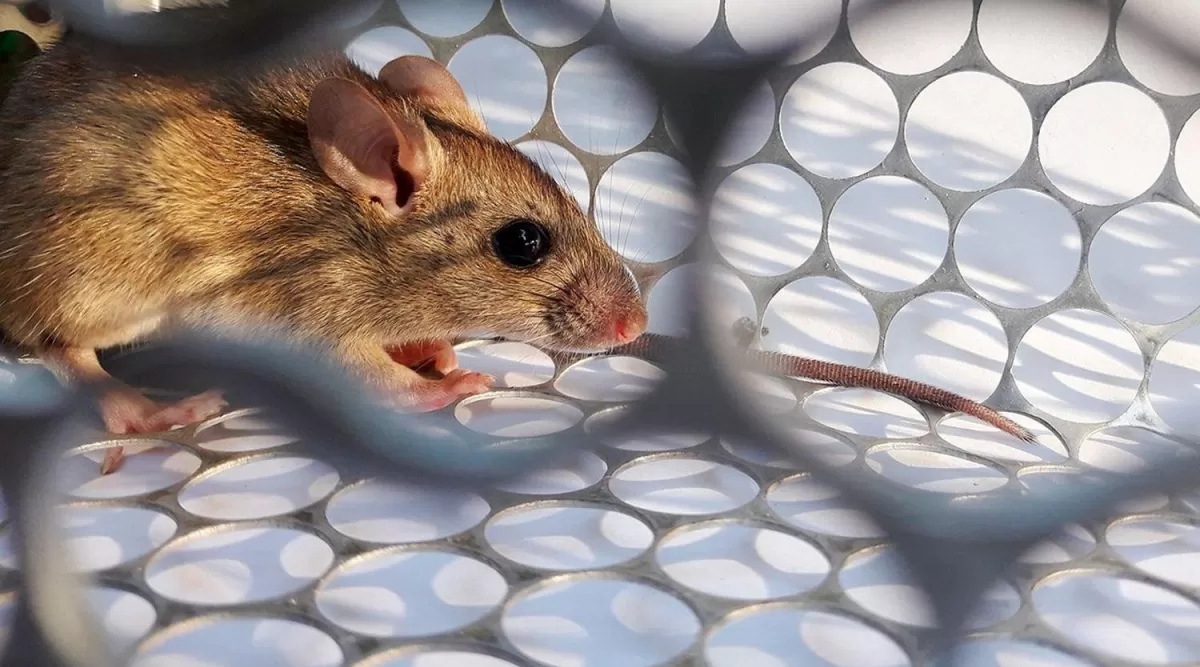El hantavirus se transmite a través de los ratones de campo. IMAGEN ILUSTRATIVA