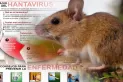 Muerte por hantavirus en Tucumán: ¿Qué es y cómo se previene?