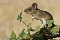 Hantavirus: la posibilidad de contagio siempre está latente