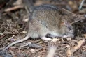 El doloroso pedido de la familia de la mujer tucumana que falleció por hantavirus