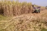 Exponen diversas alternativas para el control de malezas