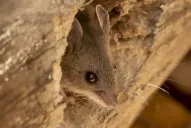 Hantavirus: el ministerio de Salud de la Nación confirmó la muerte de una niña de ocho años