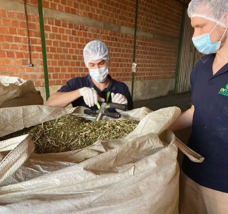 EN ARGENTINA. La producción de yerba mate se da principalmente en las provincias de Corrientes y Misiones. FOTO TOMADA DE INYM.COM