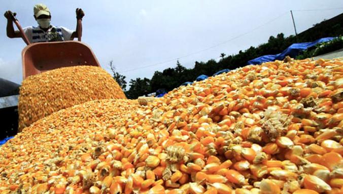 PRECIOS. La tonelada de maíz subió en la Bolsa de Comercio de Rosario entre U$S 4 y U$S 7.