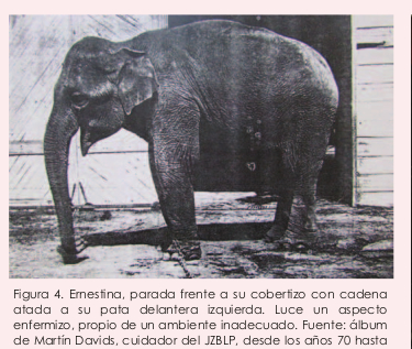 EN LA PLATA. Sus últimos años los pasó en el zoo de la capital bonaerense. 